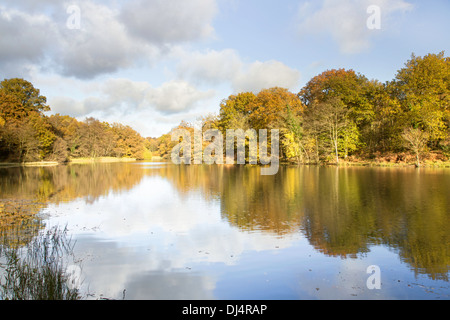 Herbst Reflexionen an Cannop Seen in Wald des Dekans, Gloucestershire, England, Großbritannien Stockfoto