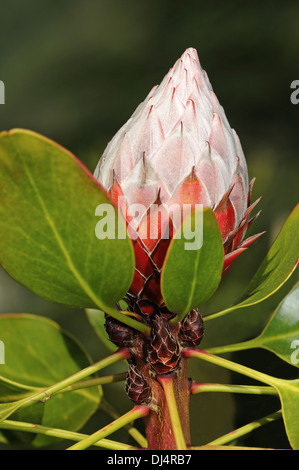 Blütenknospe des King Protea, Südafrika Stockfoto