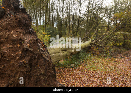 Gefallenen Buche Bäume in einen herbstlichen Wald, England, UK Stockfoto