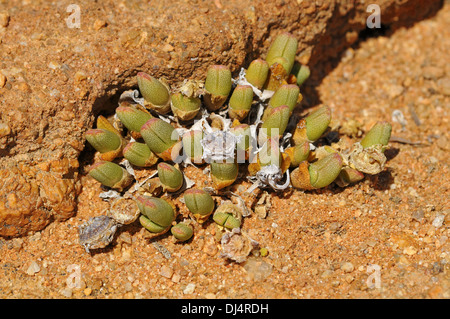 Cheiridopsis SP., Namaqualand, Südafrika Stockfoto