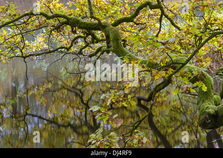 Eine Eiche Ast und Reflexionen im Herbst, überhängenden am Cannop Teiche, Wald des Dekans, Gloucestershire, England, UK Stockfoto