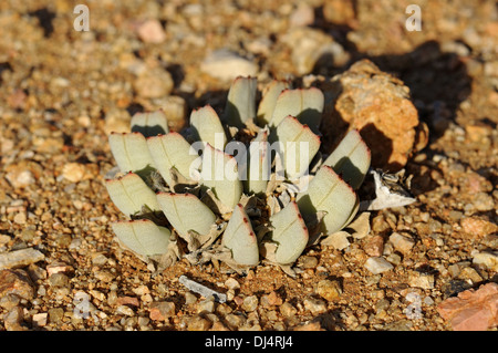 Cheiridopsis SP., Namaqualand, Südafrika Stockfoto