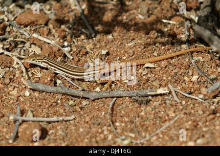 Namaqua Sand Lizard Stockfoto