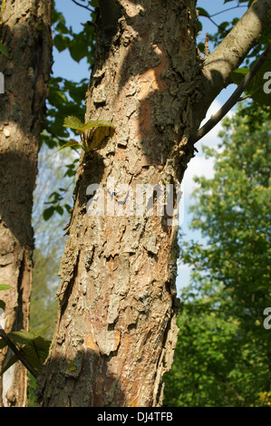 Taschentuchbaum Stockfoto