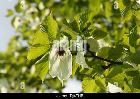 Taschentuchbaum Stockfoto