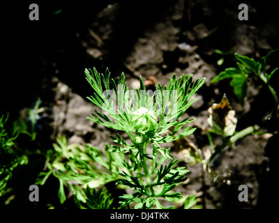 Karotte-Anlage, Daucus Carota var. mativue Stockfoto