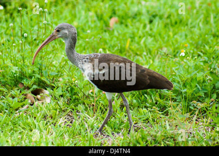 Nahaufnahme von einem unreifen weißen Ibis (Eudocimus Albus) Stockfoto