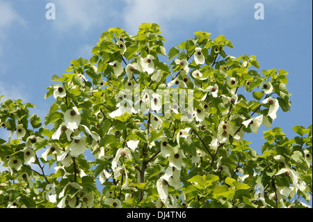 Taschentuchbaum Stockfoto