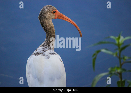 Nahaufnahme von einem unreifen weißen Ibis (Eudocimus Albus) Stockfoto