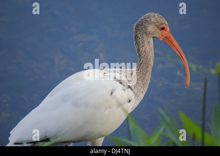 Nahaufnahme von einem unreifen weißen Ibis (Eudocimus Albus) Stockfoto