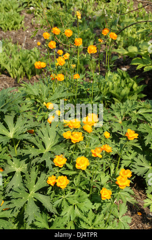 Asiatische Globeflower Stockfoto