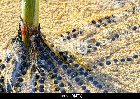 Wasserpflanze mit Kröten laichen Schnüre Stockfoto