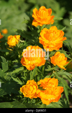 Asiatische Globeflower Stockfoto