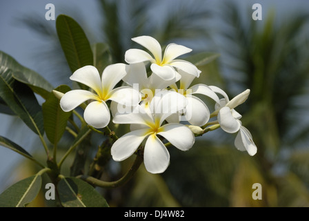Plumeria Alba in Sukhothai Stockfoto
