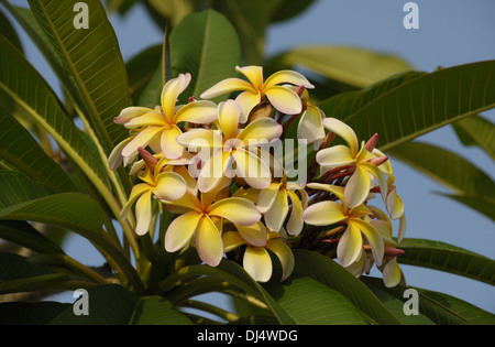 Plumeria in Bangkok Stockfoto