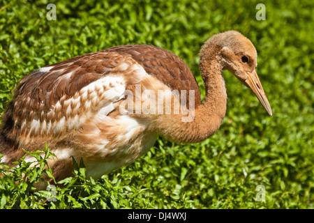 Rot-gekrönter Kran (Grus Japonensis) Stockfoto