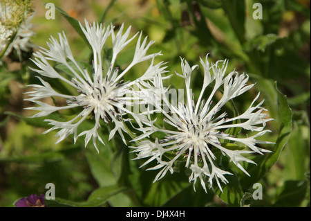 Centaurea Montana Alba Stockfoto