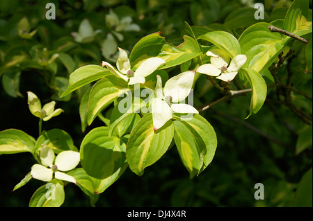 Chinesische Blüte Hartriegel Stockfoto