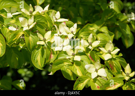 Chinesische Blüte Hartriegel Stockfoto