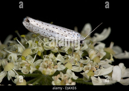 Vogel-Kirsche Hermelin, Yponomeuta evonymella Stockfoto