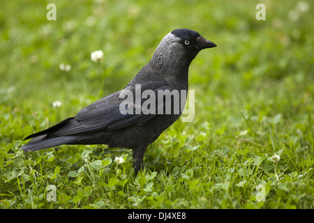 Dohle, Corvus monedula Stockfoto