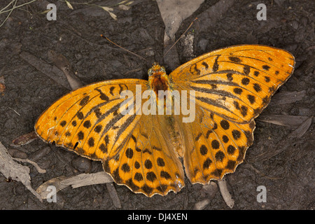 Argynnis Paphia, Silver-Washed Fritillary Stockfoto