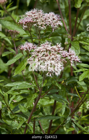 Hanf-Agrimony, Eupatorium cannabinum Stockfoto