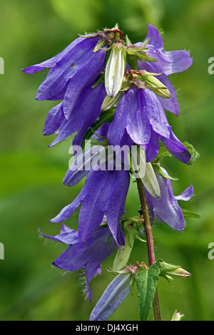 Brennnessel-blättrige Glockenblume, Campanula trachelium Stockfoto