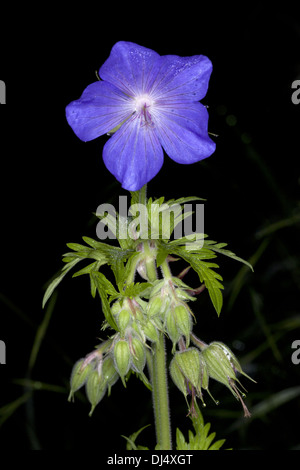 Wiesen Storchschnabel Geranium pratense Stockfoto