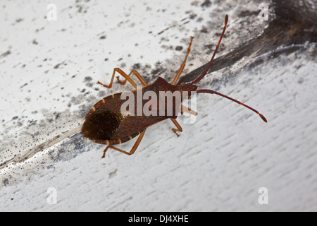 Squash-Bug, Coreus marginatus Stockfoto