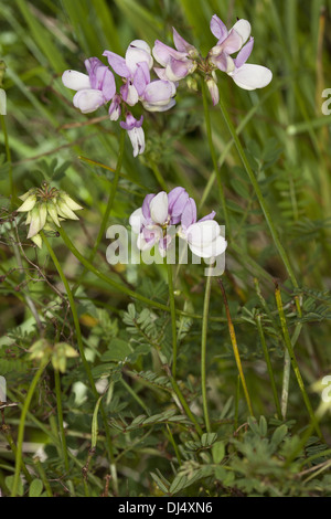 Crown Vetch, Securigera varia Stockfoto