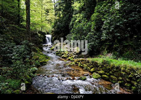 Geroldsauer Wasserfall Schwarzwald Deutschland Stockfoto