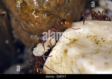 Myrmica Rubra, Europäische Feuerameise Stockfoto