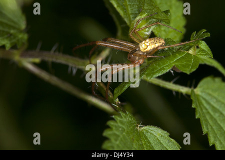 Geringerem Kreuzspinne, Metellina segmentata Stockfoto