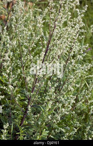 Artemisia Vulgaris Beifuß Stockfoto