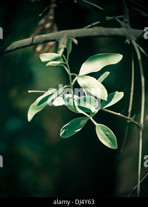 Sandelholz, Behörde L. Sirium Myrtifolium Roxb, Santalum album Stockfoto