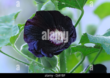 Alcea Rosea SSP. Nigra-schwarze Stockrose Stockfoto