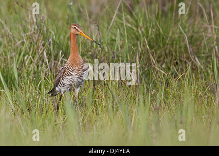 Uferschnepfe, Limosa limosa Stockfoto