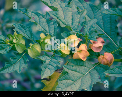 Physalis, Hog-Pflaume, Schale-Tomate, Wild-Pompion, Lampion, Blase Kirsche, Cape Gooseberry Stockfoto