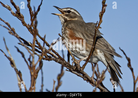 Redwing, Turdus iliacus Stockfoto