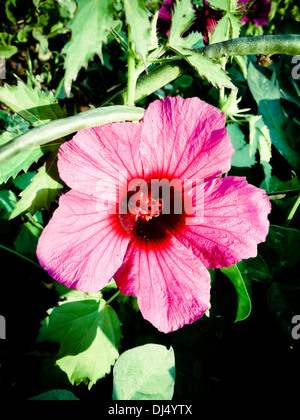 Hibiscus Sabdariffa var. Rubra, rote Sauerampfer, Roselle, Florida Cranberry, indische Sauerampfer, jamaikanische Sauerampfer, Patwa Stockfoto