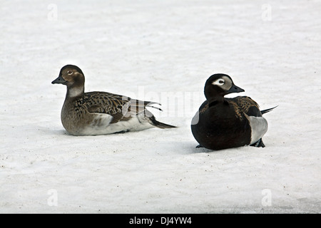 Clangula Hyemalis, Eisente Stockfoto