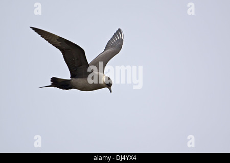 Stercorarius Parasiticus, Arctic Skua Stockfoto