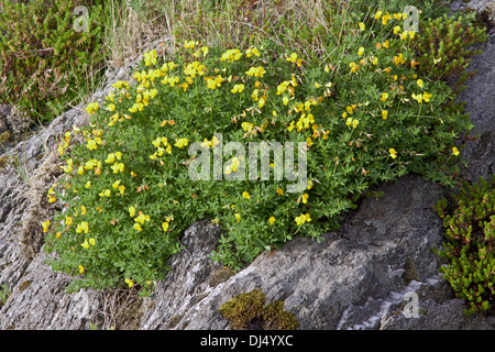 Lotus Corniculatus, Vogels Fuß Kleeblatt Stockfoto