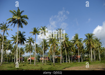 Kokosnuss-Palmen in Chalong Stockfoto
