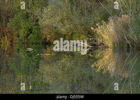 Alluvial Nadelholz Wald, Donau, Bayern Stockfoto