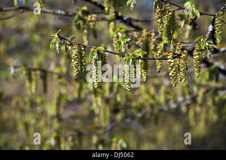 Hainbuche, Carpinus Betulus, Blütenstand Stockfoto