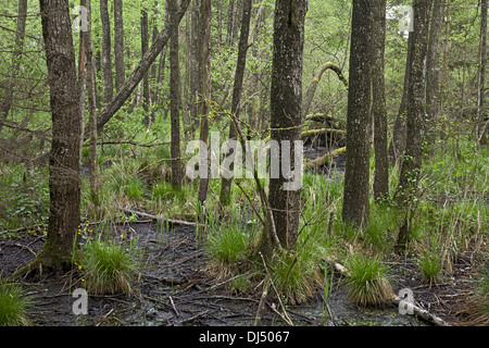 Erle Sumpf Wald, Alnion glutinosae Stockfoto