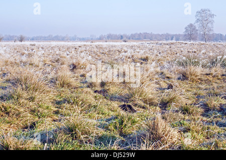 Segge Reed Vegetation in Bayern, Deutschland Stockfoto