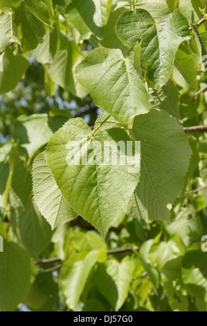 Amerikanische Linde Stockfoto